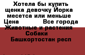 Хотела бы купить щенка девочку Йорка 2 месетса или меньше › Цена ­ 5 000 - Все города Животные и растения » Собаки   . Башкортостан респ.